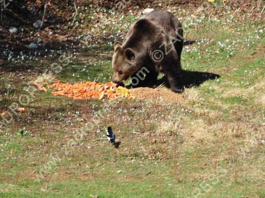 orso abele 2